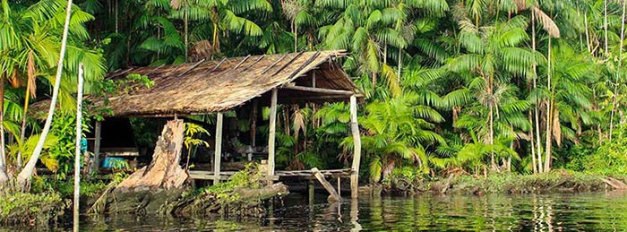 Projet de protection des forêts avec Climate Partner chez cupstorys.be